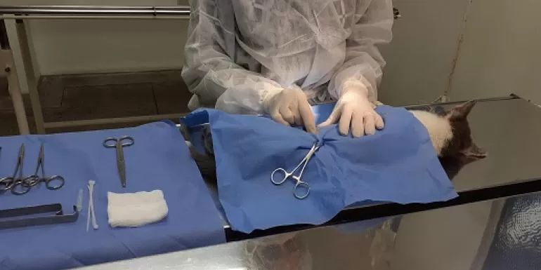 Agendamento de castração de cães e gatos em BH passa a exigir login pelo gov.br