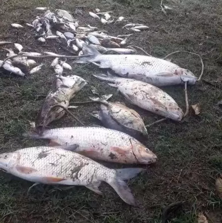 Laudo confirma despejo químico em Juatuba como causa da mortandade de peixes no Rio Paraopeba