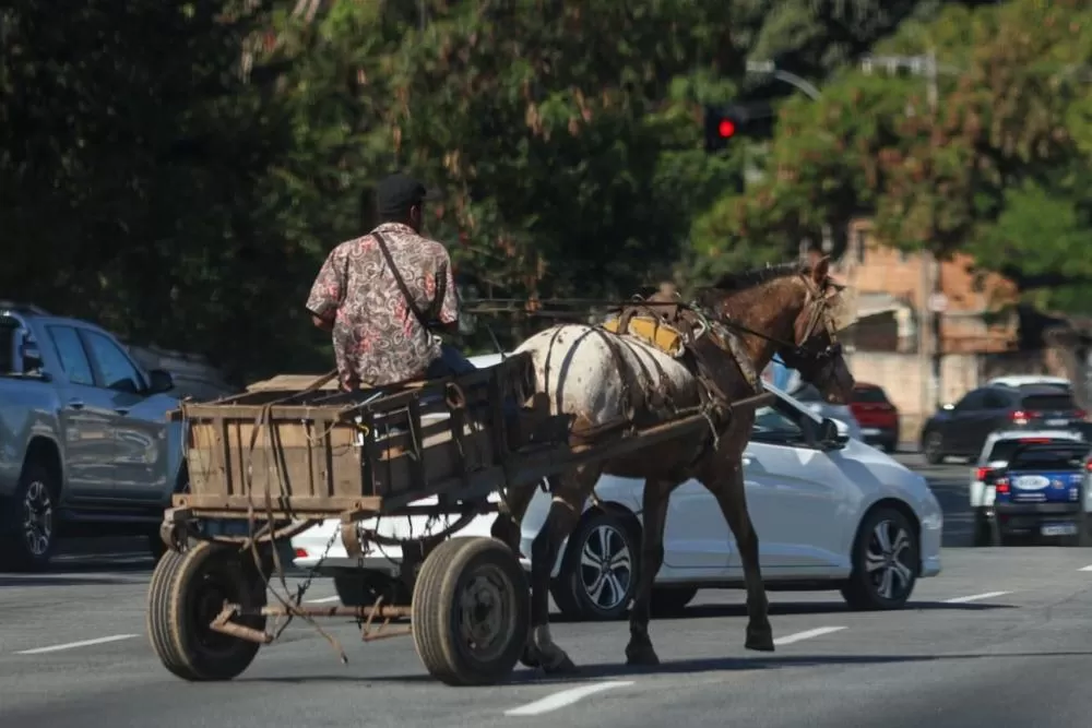 Câmara de BH retoma nesta sexta debate sobre o fim das carroças na capital