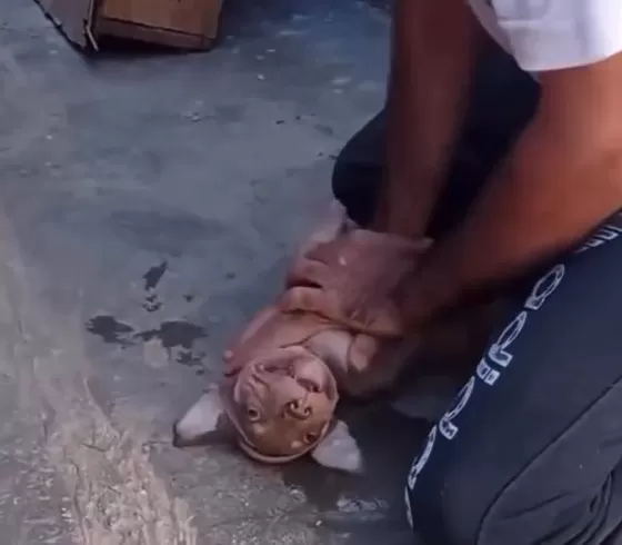 Tutor salva filhote engasgado e compartilha relato emocionante