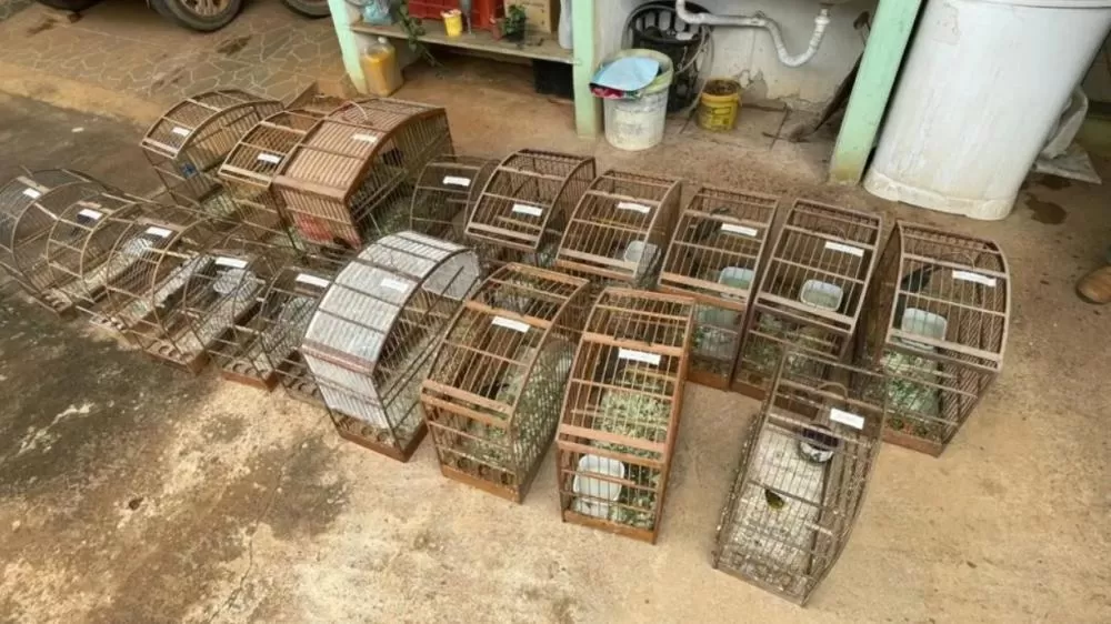 Ibama apreende 35 aves e aplica mais de R$ 150 mil em multas durante operação em Minas Gerais
