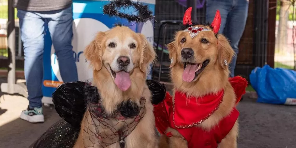 Minas Shopping promove Halloween para golden retrievers no próximo domingo