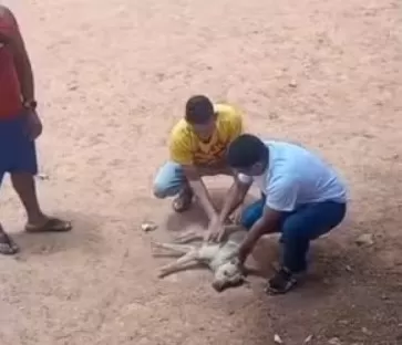 Policial militar salva cachorro de rua após mal súbito em Ribeirão das Neves