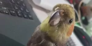 Calopsita “manda mensagens” sozinha pelo WhatsApp e vídeo viraliza nas redes sociais