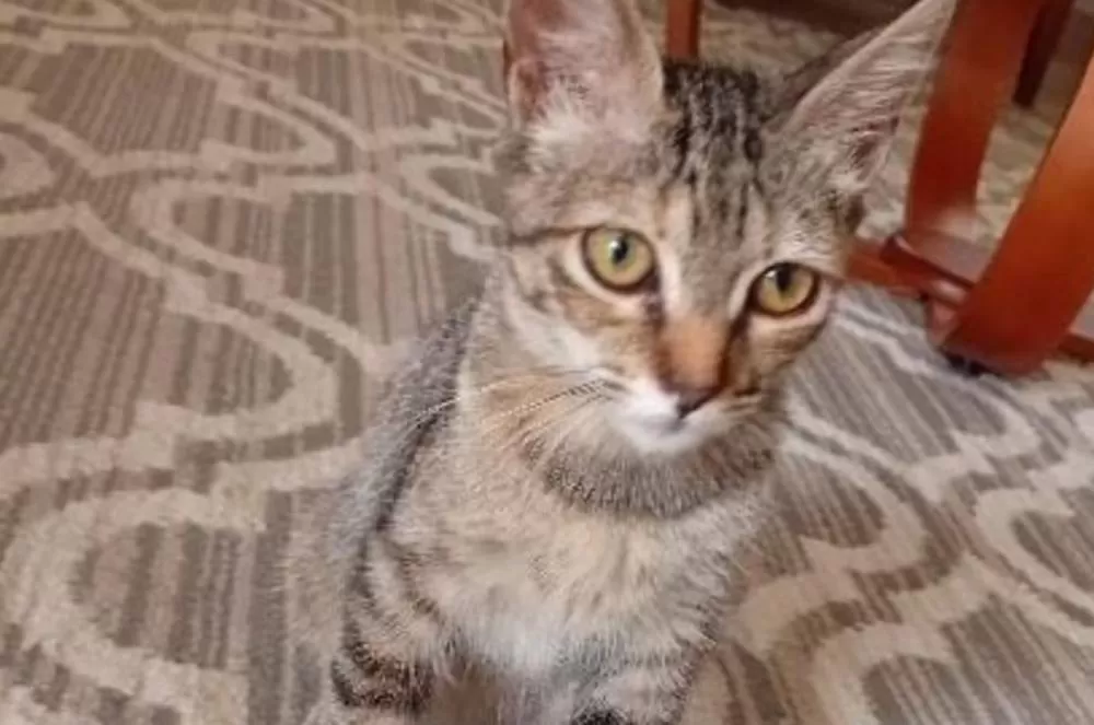 Gata arremessada de carro em BH expõe alta de quase 50% nos casos de maus-tratos em Minas