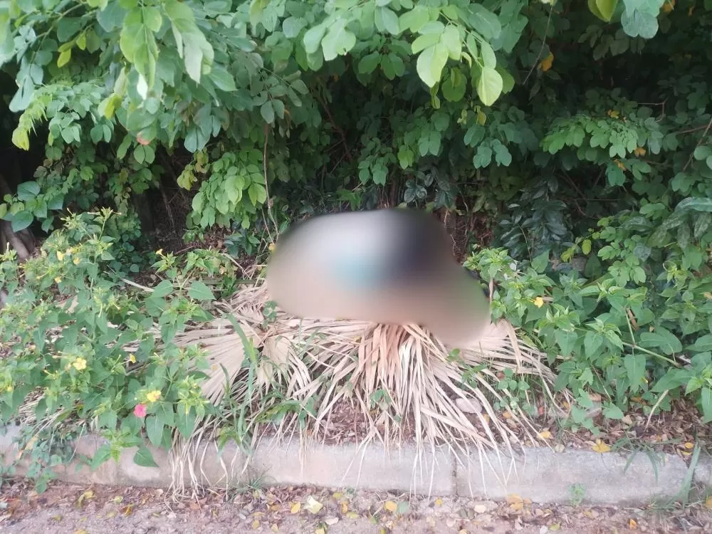 Imagens cedidas à Impactto News