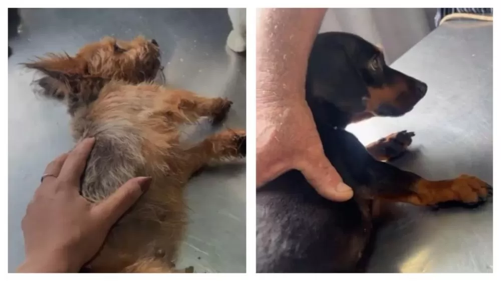 Empresária denuncia envenenamento de cães no Barreiro, em Belo Horizonte