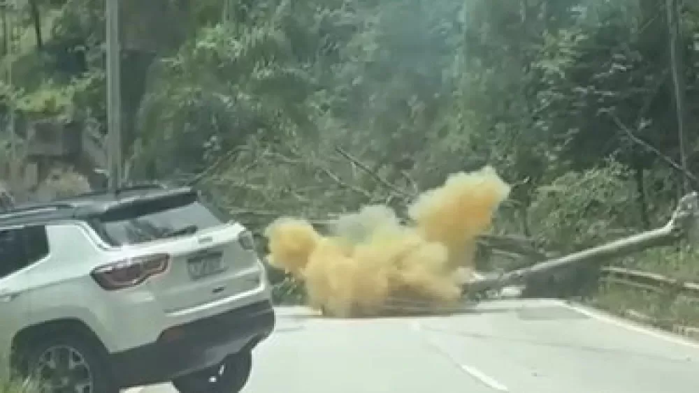 Árvore cai, derruba postes, atinge carro e interdita MG-030 na Grande BH 