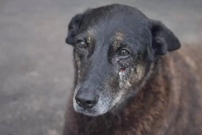 Polícia pede apreensão de passaporte de adolescente do caso de agressões ao cão Orelha