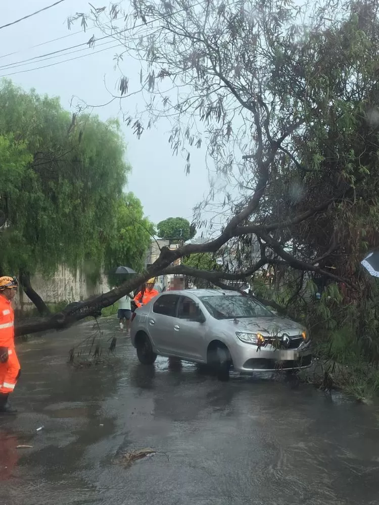 Árvore desaba sobre carro em BH e idosa é retirada sem ferimentos