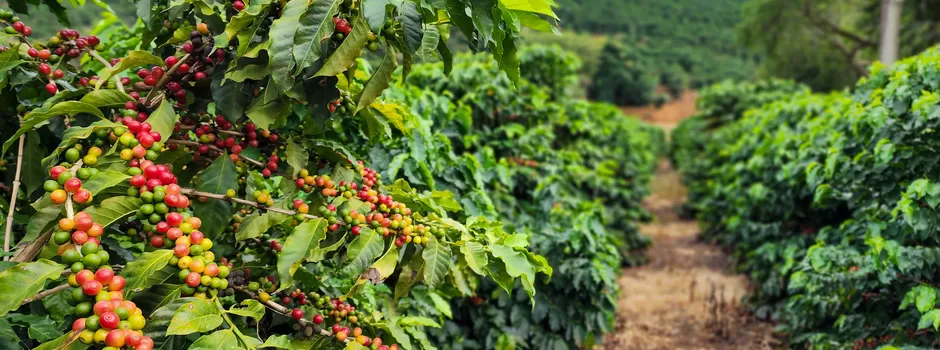 Imagem: Diego Vargas - Seapa/MG