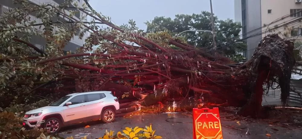 Árvore de grande porte cai, interdita rua na Região Centro-Sul de BH e deixa imóveis sem energia
