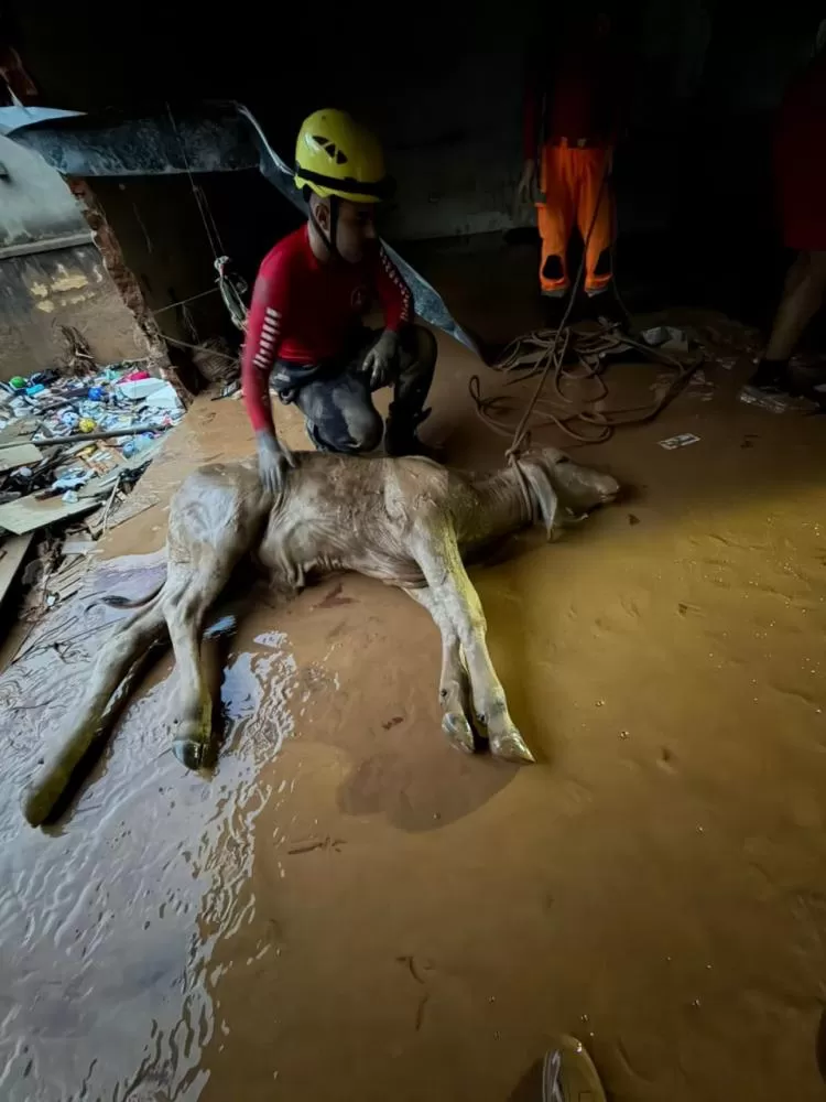 Prefeituras de Juiz de Fora e Ubá resgatam animais após temporal
