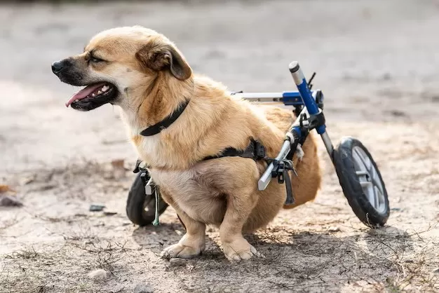 Cachorra paraplégica é salva debaixo de veículo após enchente em Ubá