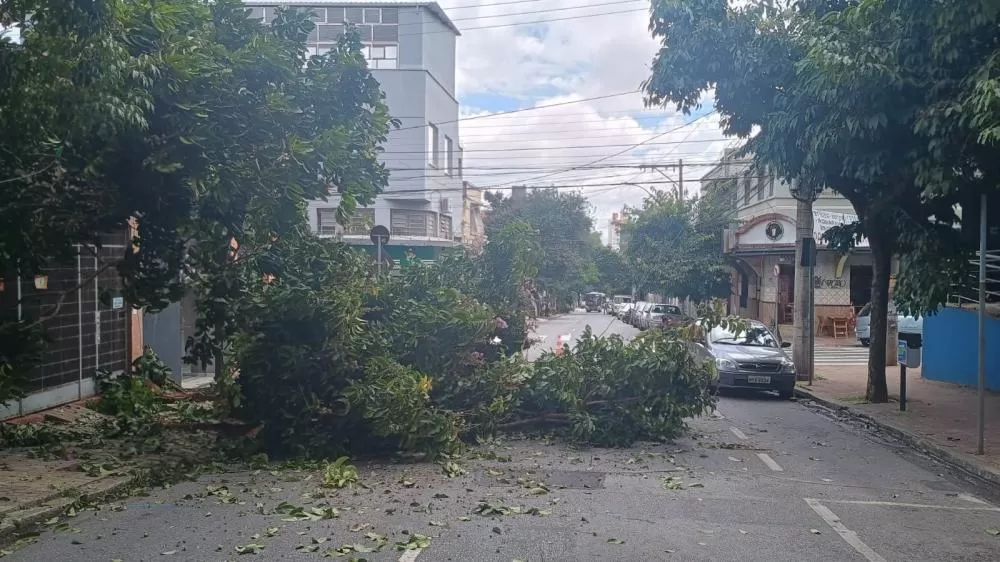 Queda de árvore interdita Rua Grão Mogol e bombeiros registram diversas ocorrências nas últimas 24h em BH