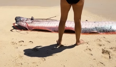 Peixe raro das profundezas do oceano aparece em praia no México