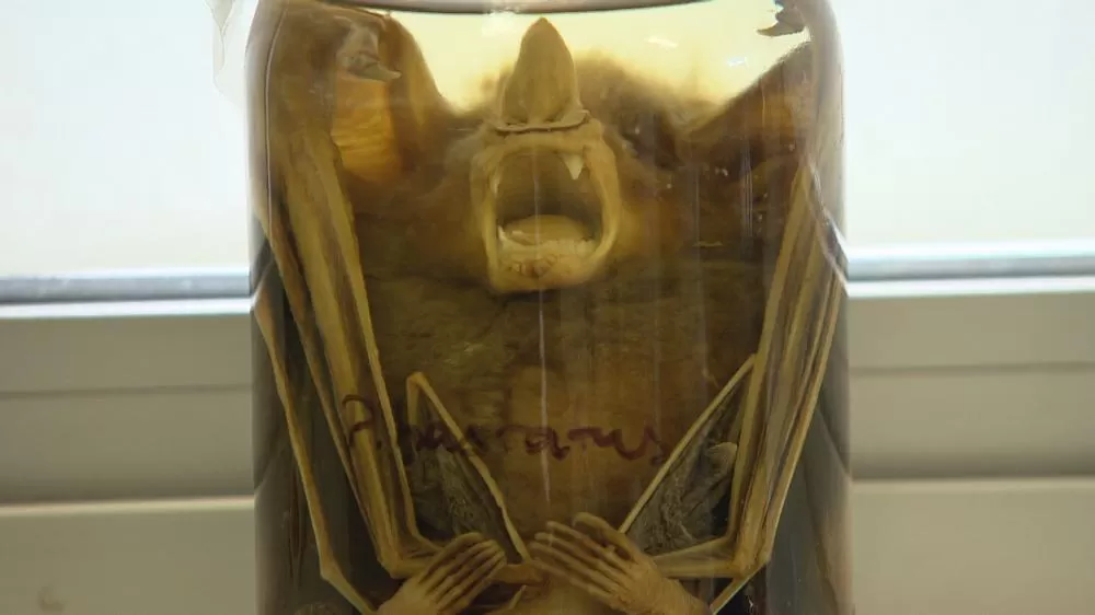 Prefeitura confirma caso de raiva em morcego e inicia bloqueio sanitário em BH