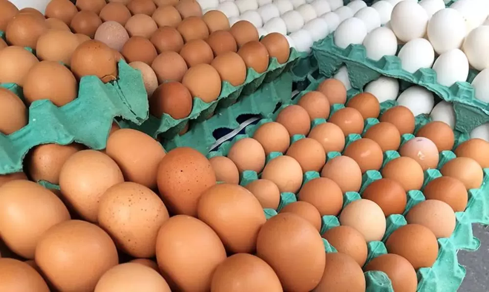 Exportações de ovos avançam em Minas e ampliam presença internacional do agro