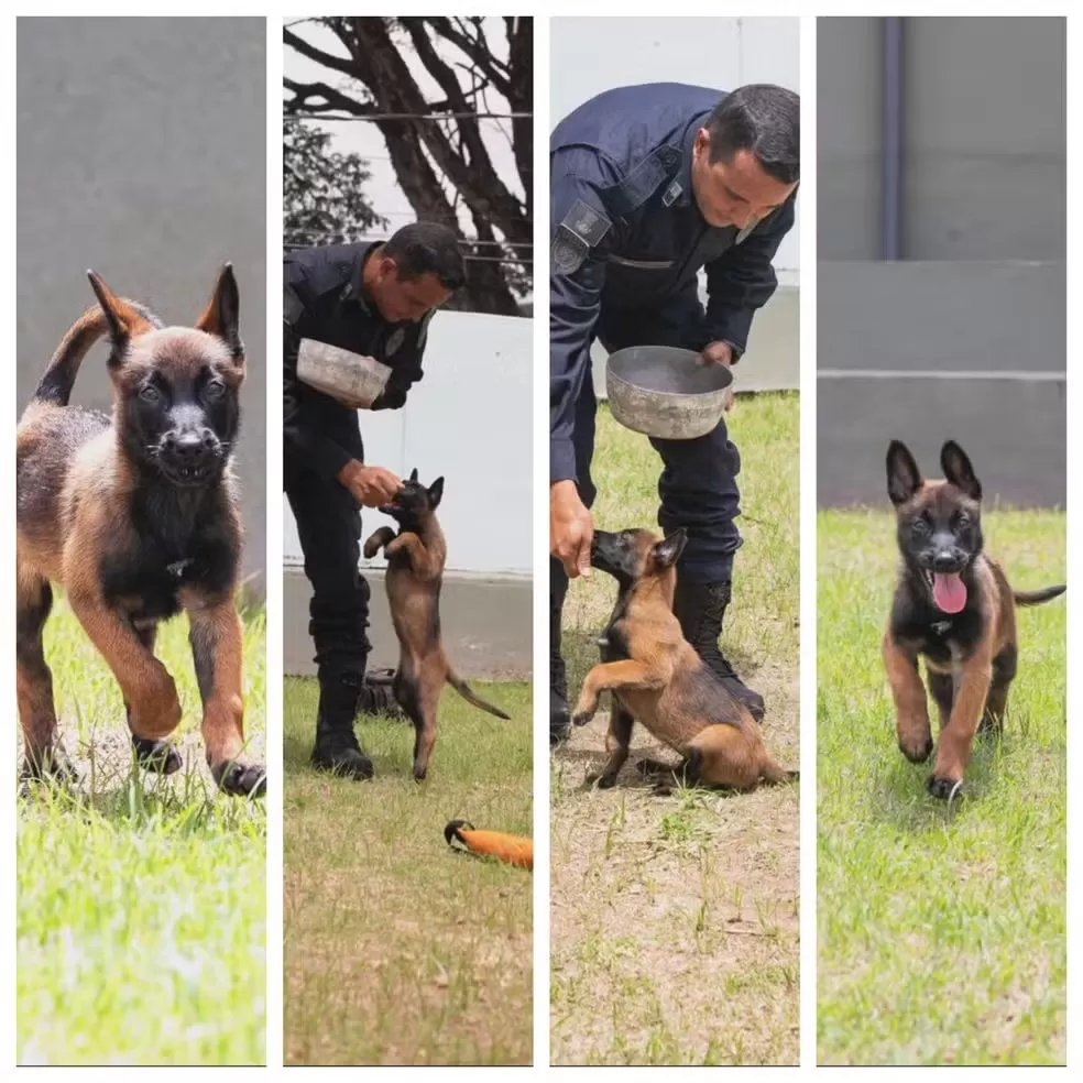 A nova integrante da Guarda Municipal de BH está com o grupo desde 7 de março. — Foto: PBH