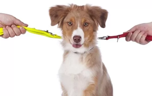 Senado aprova projeto que permite guarda compartilhada de pets após separação