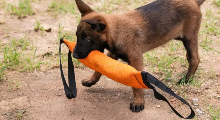 PBH amplia o prazo para os moradores da capital escolherem o nome da nova cadela da Guarda Municipal