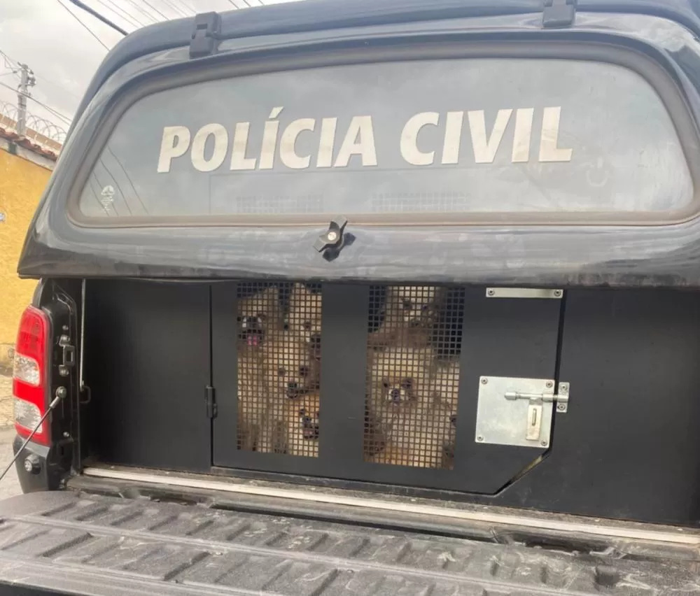 26 cães da raça Lulu da Pomerânia são resgatados pela PCMG na região Leste de BH 