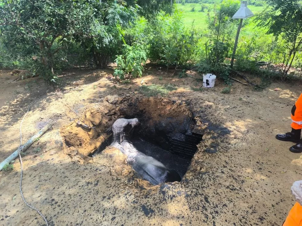 Boi é salvo após cair em uma fossa no Vale do Jequitinhonha