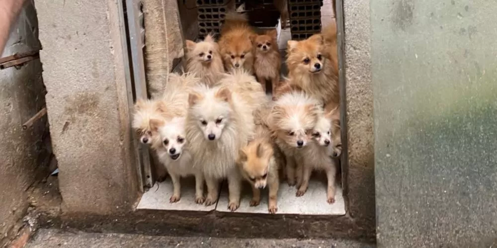 Lulus da Pomerânia resgatados são acolhidos por ONG e aguardam adoção 
