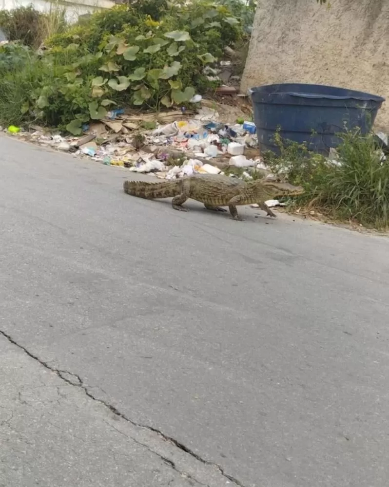 Falso jacaré assusta e causa alvoroço entre moradores de Santa Luzia