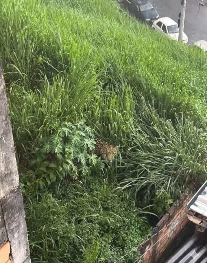 Suposta onça-pintada mobiliza equipes de resgate, mas o animal não foi encontrado