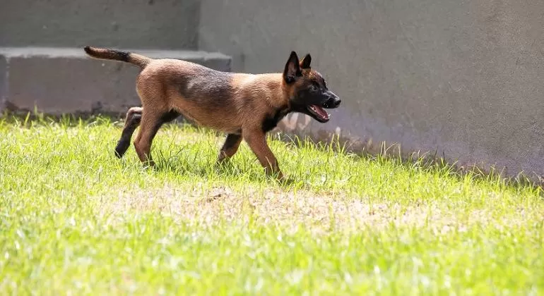 Nome de nova cadela da Guarda Municipal de BH será divulgado nesta sexta-feira (10)