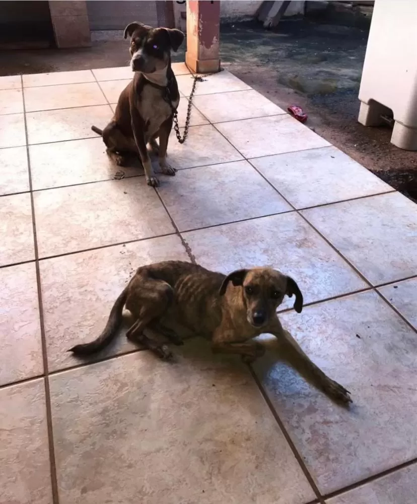 Polícia resgata cães e ave silvestre em situação de maus-tratos e prende suspeito