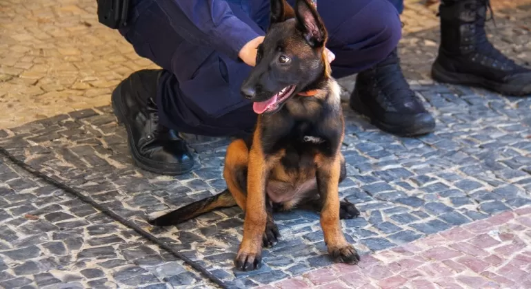 Kira é escolhida como nome da nova cadela da Guarda Municipal de Belo Horizonte