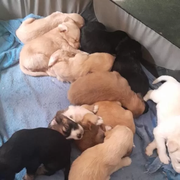 Evento de adoção reúne cães e gatos resgatados de maus-tratos neste sábado em BH