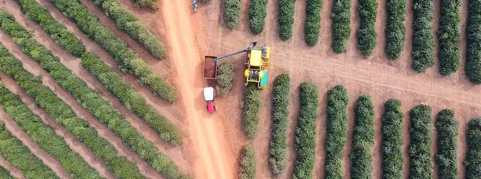 Cafeicultura sustentável em Minas amplia produção e conquista mercado internacional com apoio do BDMG