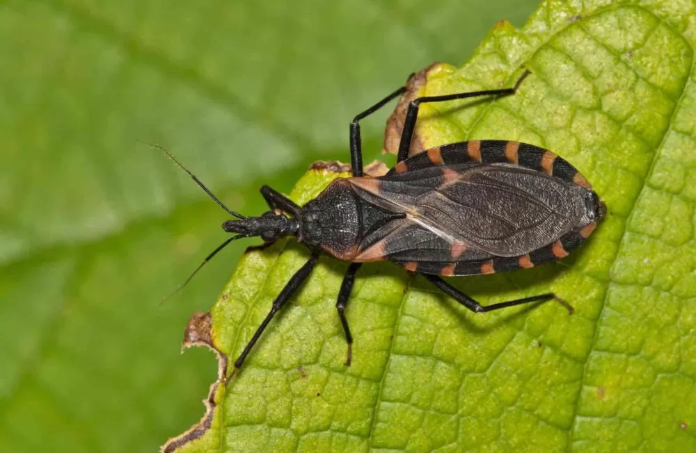 Doença silenciosa ainda ameaça milhões: 14 de abril marca alerta global contra a Doença de Chagas