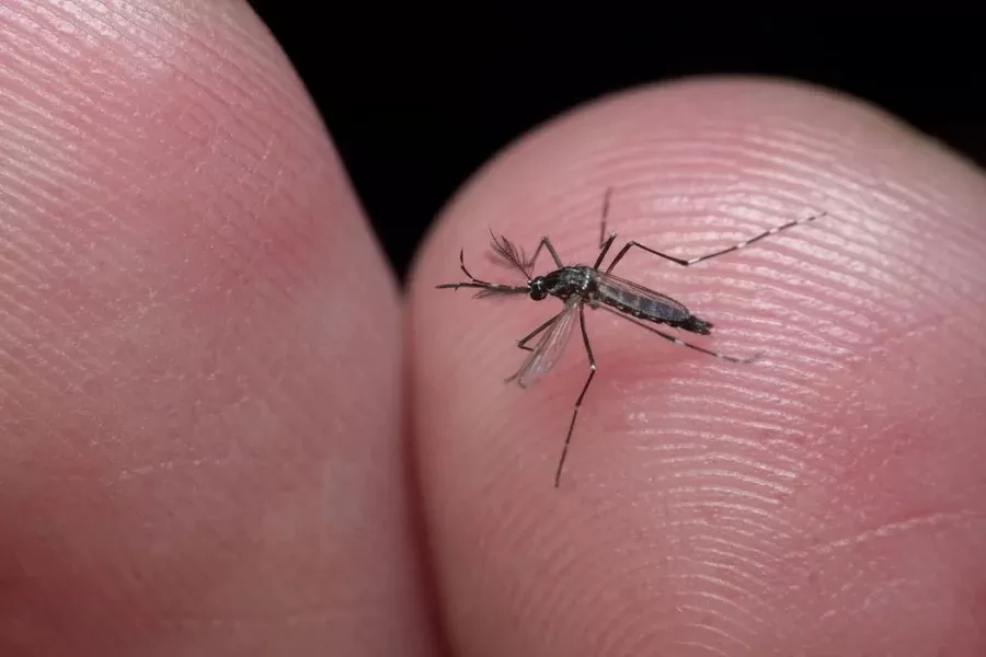 Minas Gerais aponta 422 municípios em alerta para o Aedes aegypti