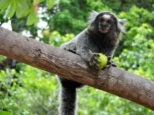 Minas Gerais devolve cerca de 5 mil animais silvestres por ano à natureza com atendimento especializado