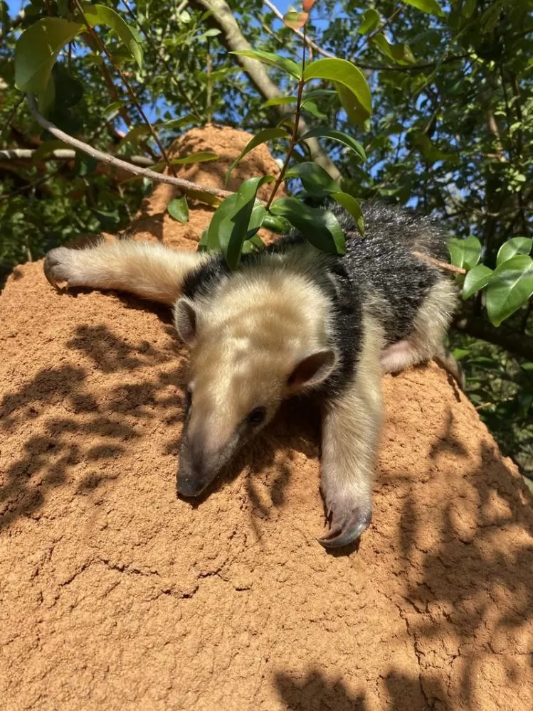Filhote de tamanduá-mirim resgatado após atropelamento da mãe é reintroduzido na natureza em MG