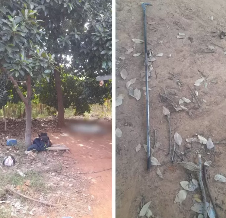 Homem morre eletrocutado ao atingir rede elétrica durante colheita de abacates em MG