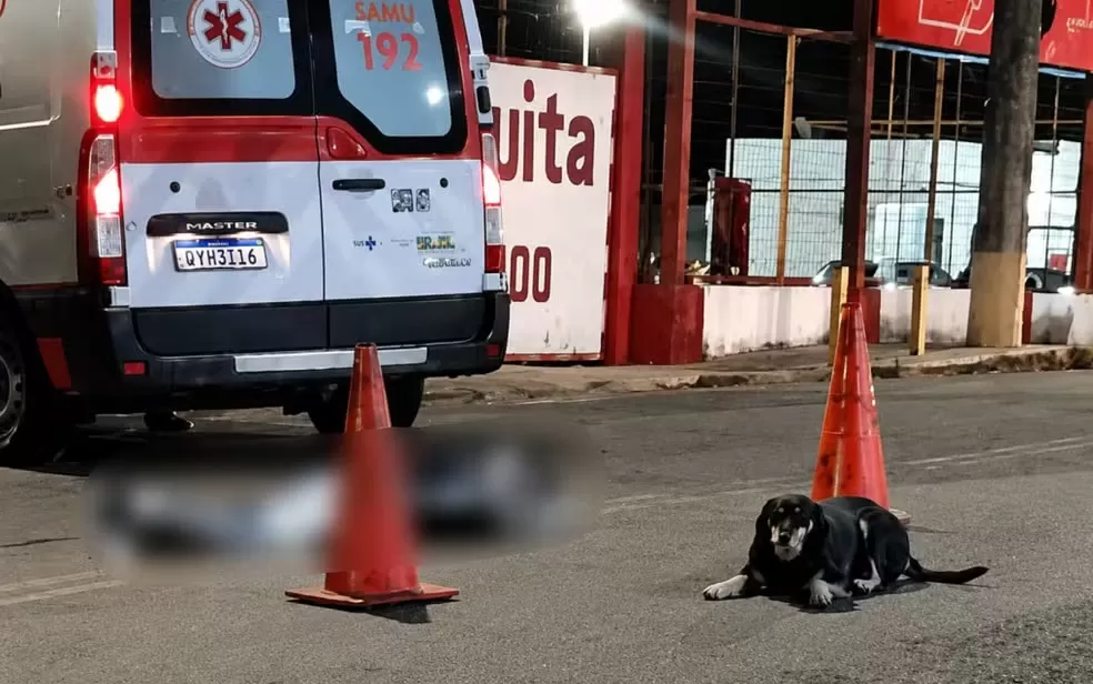 Fidelidade animal: Cachorro permanece ao lado de tutor morto após atropelamento em Minas Gerais