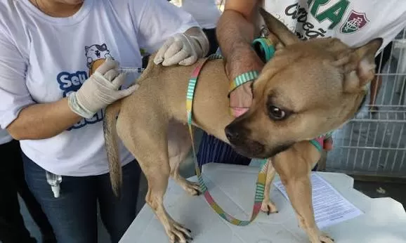 Casos de raiva em morcegos levam Betim a intensificar vacinação de cães e gatos