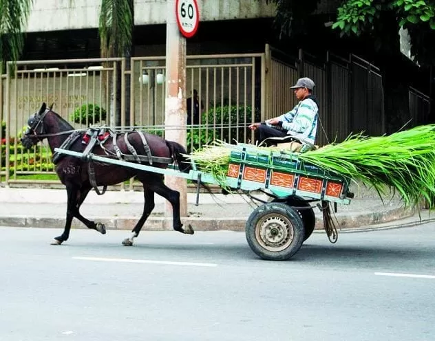 Projetos que ampliam punições para uso de carroças avançam na Câmara de BH