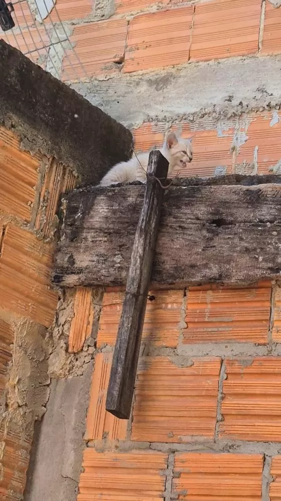 Filhote de gato é resgatado pelos bombeiros após ficar preso no alto de muro em Januária