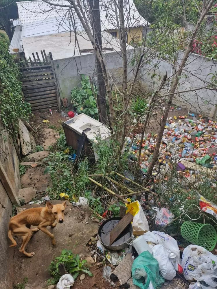 Homem é preso por maus-tratos a animais e três cães são resgatados em Carandaí