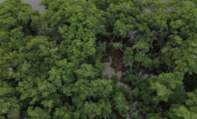 Desmatamento na Mata Atlântica cai 40% e registra menor índice da série histórica