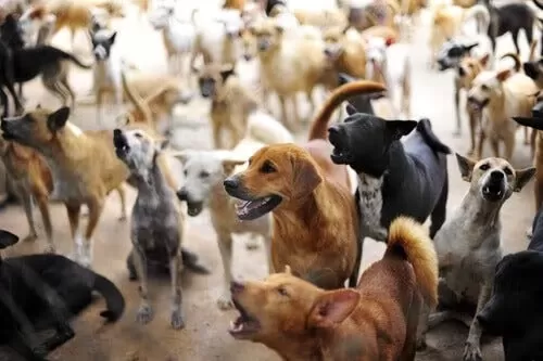 Entra em vigor em BH política de atenção a pessoas em situação de acumulação de animais