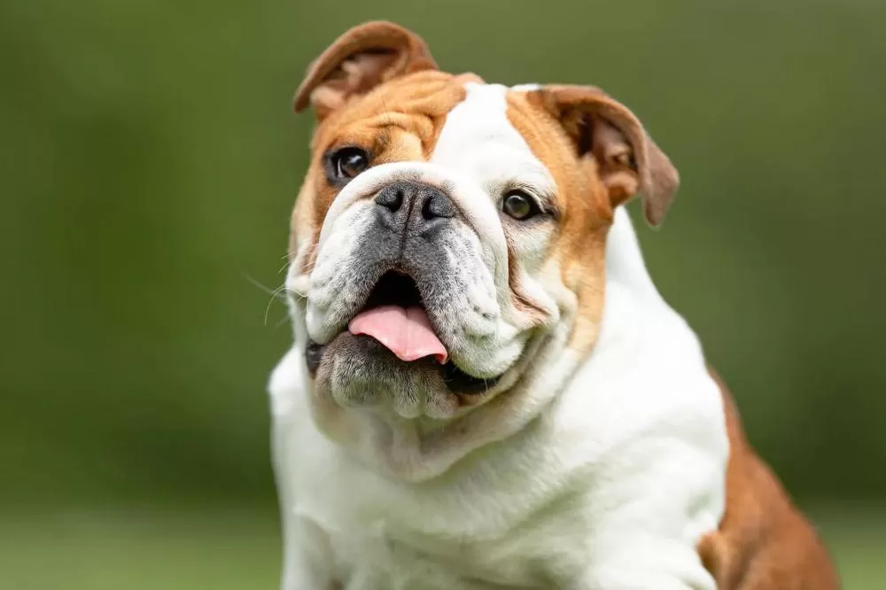 Justiça condena influenciadora por ataques contra veterinária que acolheu cão perdido em MG