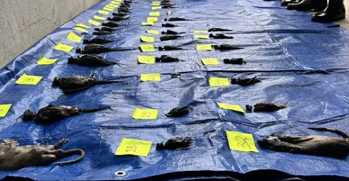 RS: Delegada diz que Cobasi optou por salvar computadores ao invés animais