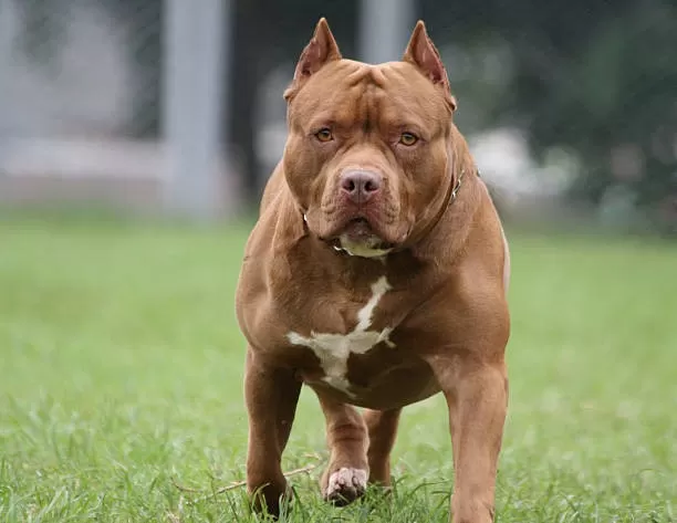 Pit bulls soltos matam gato e causam risco a estudantes em Belo Horizonte